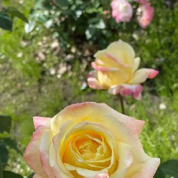 薔薇園の画像 by  kazumi♡さん | お出かけ先とバラ、薔薇、ばらと大きな公園と薔薇園と犬の散歩コース