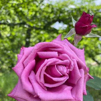 薔薇園の画像 by  kazumi♡さん | お出かけ先とバラ、薔薇、ばらと大きな公園と薔薇園と犬の散歩コース