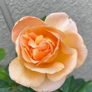 アプリコットカラーの画像 by ちょこさん | 小さな庭とバラ  ジャスト  ジョーイと庭のバラとオレンジ色の花とアプリコットカラーと庭の植物と鉢植えと花のある暮らしとジャスト・ジョーイとバラ・ミニバラ