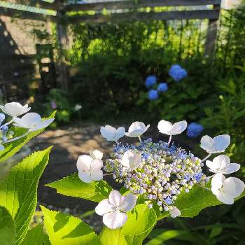 ただいま開花中！の画像 by あすかルビーさん | 小さな庭とガクアジサイとわたしの庭とただいま開花中！とアジサイの季節と梅雨の頃