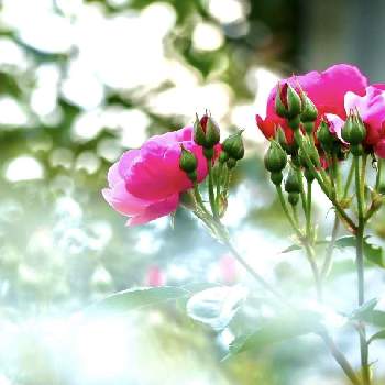 薔薇愛の画像 by Hana★さん | 小さな庭と薔薇愛とこれは何だろう？と薔薇好きと1日の始まりと朝日を浴びてと薔薇♪と花が好きと薔薇大好き