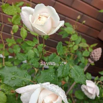 マダムアルフレッドキャリエールの投稿画像一覧 Greensnap グリーンスナップ