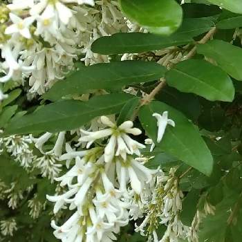 イボタノキの画像 by とこちゃんさん | お出かけ先とイボタノキと遊び心と大好きな色と癒しと花木とGS映えときれいと山の白い花と花いろいろと可愛いと花のある暮らしと白い花と感激