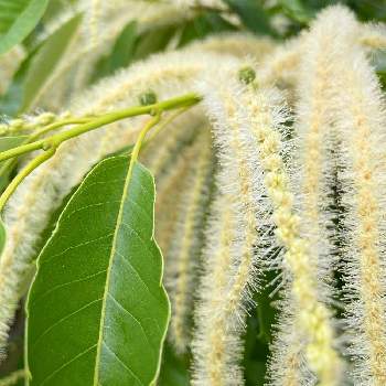 栗の花の投稿画像一覧 Greensnap グリーンスナップ