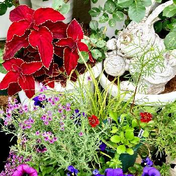 マリーゴールド　ストロベリーブロンドの画像 by White Roseさん | 小さな庭とよく咲くスミレとコリウスとリナリアとペチュニアとアリッサムとマリーゴールド　ストロベリーブロンドと花時間と癒しを求めてとピンクの花と薄紫色の花と南側の庭と寄植えとペチュニア☆と青・紫系と花のある暮らしと鉢栽培
