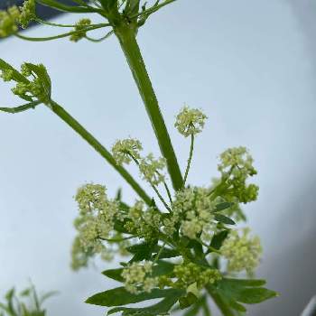 セロリの投稿画像一覧 Greensnap グリーンスナップ