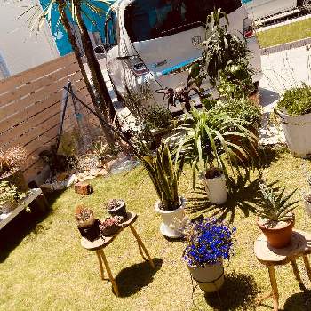 南国風の画像 by MaMoRiさん | 小さな庭とNO GREEN  NO LIFEとロックガーデンと日光浴と家の庭風景と南国風