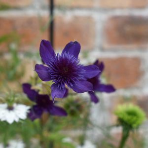 花壇,庭の花,植中毒,植栽,クレマチス♬の画像