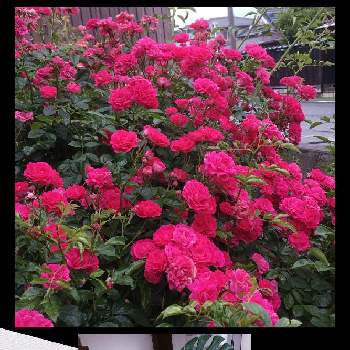 ELLE  GARDENの画像 by 磯さんさん | モンステラドリル展開中と庭に咲く花と癒されて〜と小さな幸せ❤と私のガーデニングと手作りの庭と満開と薔薇キングローズとELLE  GARDENとモンステラのドリルと花のある暮らしと濃いピンクの花と可愛いね♡