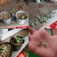 プロリフィカ,姫秋麗,多肉植物,HB101,おうち園芸の画像