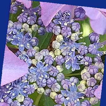 アジサイの花の画像 by ビビ⋅アンさん | 2019同期と今日は晴れとアジサイの花と今日もありがとう♡とガクアジサイ✨と紫陽花大好きと鉢植えとユーミンつながり