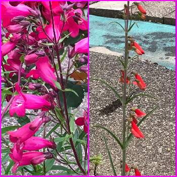 ペンステモン ガーネットの投稿画像一覧 Greensnap グリーンスナップ