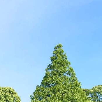 朝のお散歩にての画像 by ぴすけさん | お出かけ先とスマホ撮影と美しい樹木と美しい♡と自然美と朝の散歩道と樹木見上げ隊とウォーキングと神奈川県と三角さんと朝のお散歩にてとメタセコイア☆