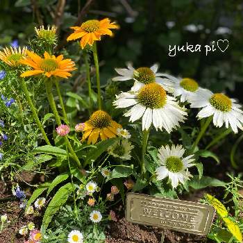 エリゲロン！の画像 by ゆかぴさん | 小さな庭と花壇と可愛いと花のある暮らしとエキナセア❁とエリゲロン！