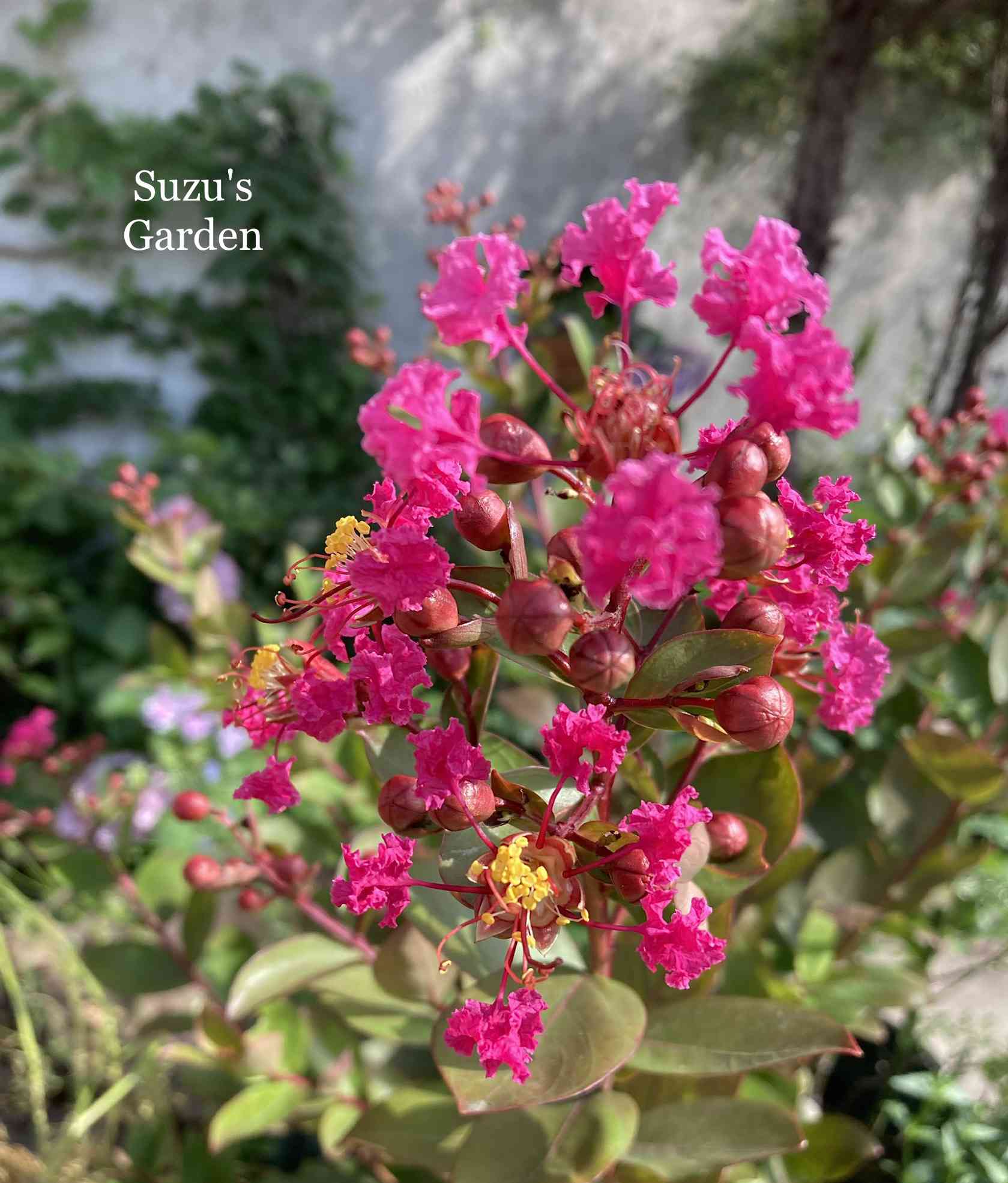 サルスベリ　ピンク　10株　苔玉.箱庭.生垣.和風庭に　まとめ購入の方どうぞ♪ サルスベリ ピンク 10株 苔玉.箱庭.生垣.和風庭に まとめ購入の