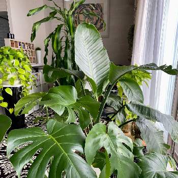 ストレリチア オーガスタの画像 by leftiさん | 部屋とセロームとストレリチア オーガスタとモンステラ デリシオーサとドラセナ・マッサンゲアナと観葉植物と植物のある暮らし