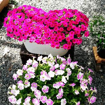 ピンクのおはなの画像 by さくらおこさん | アプローチとピンクのおはなとサフィニアアート いちごシェイクとミリオンベルモニター2022とお花でおもてなしとお花が笑ってると花と生きるサントリーと種蒔き大好きと#サンフラマニアと#サンフラビト