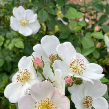 白い薔薇♡の画像 by ひみこさん | お出かけ先と白い薔薇♡と植物himiと薔薇himiと薔薇♪とお花好きと草花大好き