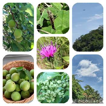 青梅 梅の実の投稿画像一覧 Greensnap グリーンスナップ