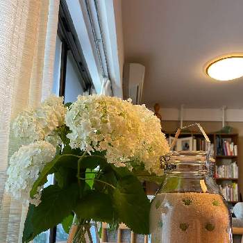 梅シロップの画像 by hamさん | 部屋と梅 シロップとアナベルとアジサイ　紫陽花とアナベル  紫陽花と梅シロップ