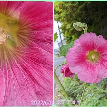 立葵（タチアオイ）の画像 by もぐjuhさん | 広い庭と立葵（タチアオイ）とピンク色の花と花色とお顔がこんにちはとgoogle pixel5aと拡大表示