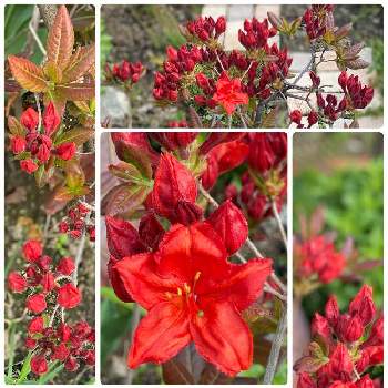 赤いツツジの画像 by 空色さん | 小さな庭と赤いツツジと今日もありがとう♡とお花に癒されてと今日のお庭と ツツジと北海道