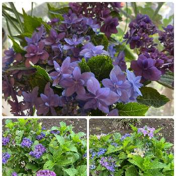 紫色の画像 by ラックスさん | 畑とガーデニングと紫色とアジサイ　紫陽花とブルー