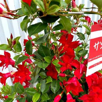 出先での画像 by ぴょんさん | サンパラソルと真っ白な花と可愛い❤と綺麗なお花❤とホームセンターと好みの色と花のある暮らしと出先で