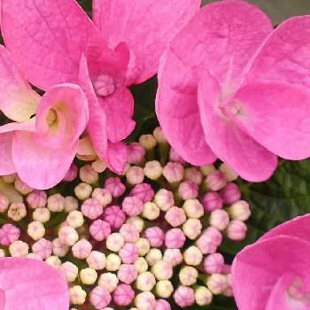 ピンクの花が好きの画像 by hiroさん | ウクライナに平和をとピンクの花が好きと医療関係者に感謝とJuneの会とコロナに負けるな‼️と額紫陽花♡と2020年6月同期NO,004とアリランピンク