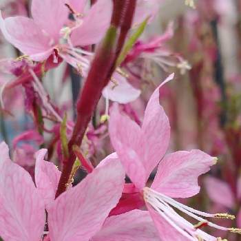 ピンクの花が好きの画像 by hiroさん | ガウラ ピンクとウクライナに平和をとピンクの花が好きと医療関係者に感謝とJuneの会とコロナに負けるな‼️と2020年6月同期NO,004