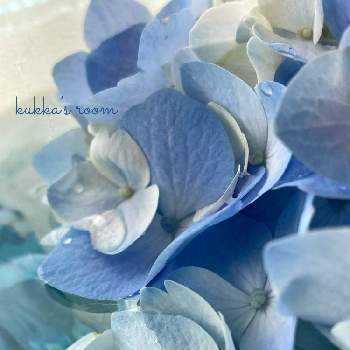 穏やかな心の画像 by kukkaさん | 部屋とアジサイと水色の花としずくと癒しと切り花を楽しむとフローティングフラワーと青い花と季節の花と紫陽花 アジサイ あじさいと穏やかな心ときれいな色とナチュラルスタイルと花のある暮らしと切り花