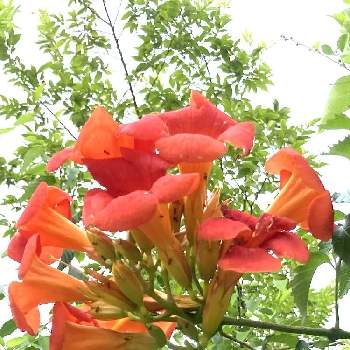橙色の画像 by 栗 かのこさん | ノウゼンカズラと庭木と花散歩と橙色と蔓性の植物