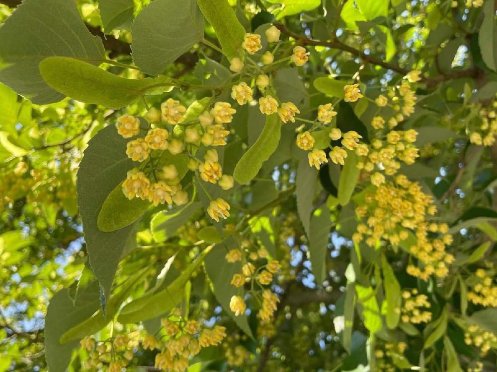 菩提樹と花と 花の寺 22 06 Greensnap グリーンスナップ