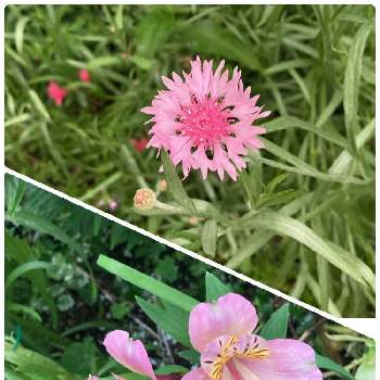 アリストロメリア,矢車菊,雨がちょうどいい,ピンクの花,薔薇と夢CLJUBの画像