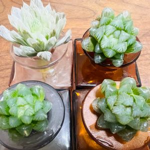 ピリフェラ,薄むらさきオブツーサ,多肉植物,水耕栽培,ハオルチア属の画像