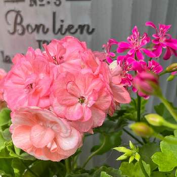 ピンクが好き❤︎の画像 by ウイッチさん | バルコニー/ベランダと犬好きとお気に入りの鉢とピンクの花とお気に入り♡と ゼラニウムと癒しとベランダガーデンとおうち園芸とゼラニウムロザリア♪と鉢植えと花のある暮らしとピンクが好き❤︎