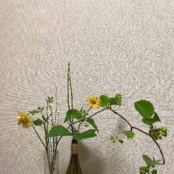 サンキライの画像 by ゆみこさん | きくいもの花とダリアとサンキライとトクサ
