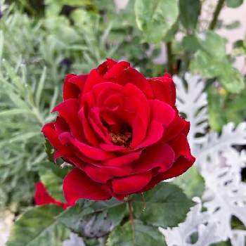 赤いバラの画像 by Kittyさん | 小さな庭とミニバラと生命力とベランダガーデンと赤いバラとバイタリティ