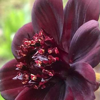 茶色の花の画像 by 花土葉さん | 小さな庭とお庭の植物とお疲れ様でしたと茶色の花とチョコレートコスモス！とおやすみなさい⭐