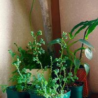 フィロデンドロン・シルバーメタル,リュウビンタイ,レインボーファン,和室。,観葉植物の画像