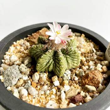 花籠の投稿画像一覧 Greensnap グリーンスナップ