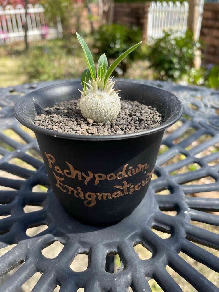 パキポディウム エニグマチカムの成長記録｜🍀GreenSnap（グリーン  