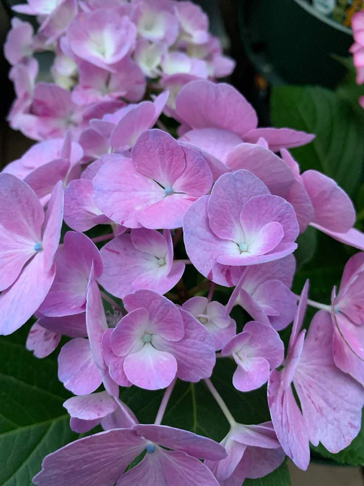 アジサイ スプラッシュの投稿画像 By Wasarasaさん 小さな庭と大栄花園と紫陽花 アジサイ あじさいと和更紗紫陽花と絞り好きと紫陽花大好きとアジサイ 紫陽花と紫陽花 スプラッシュとアジサイ大好きと大栄花園と紫陽花 アジサイ あじさいと和更紗紫陽花と絞り好きと