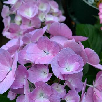 紫陽花 スプラッシュの投稿画像一覧 Greensnap グリーンスナップ