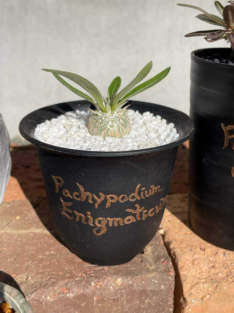 パキポディウム エニグマチカムの成長記録｜🍀GreenSnap（グリーン