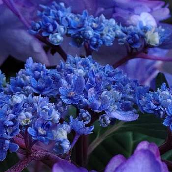 紫陽花 ひなまつりの画像 by 茶々さん | 紫陽花 ひなまつり