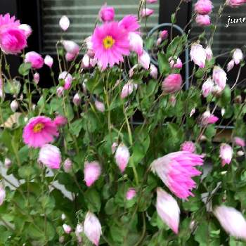 種からの幸せの画像 by junmamaさん | ローダンセと過去picと種からの幸せとピンクの花とプランターと種まきっ子と軒下とGS繋がりと今日のお花