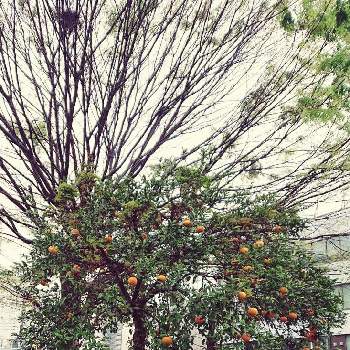 町田の画像 by たでくうさん | 欅（ケヤキ）と蜜柑の木とブラタモリと町田とLASAとLOVEALLSERVEALLとJR横浜線とストロベリームーン