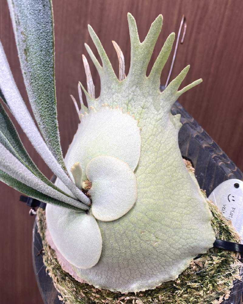 P.Veitchii Wild Australia Pup② P.veitchii wild Australia sporeling② @bikamori.com beech-wild