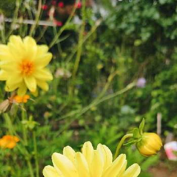 ダリア ♡の画像 by ヨシさんさん | 小さな庭とお花を楽しむと球根からとダリア ♡と手作りの庭とお花のある暮らしと庭に咲く花達と花いろいろ